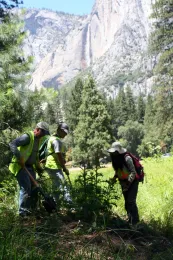 Volunteers remove bull thistle in Yosemite National Park.