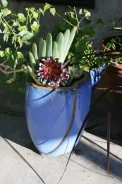 Succulents in Container