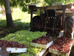 Gospel Flat lettuce transplanter