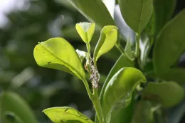 Asian citrus psyllid and huanglongbing disease are serious threats to the California citrus industry.
