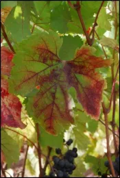 grapevine redblotch USDAARS UCD