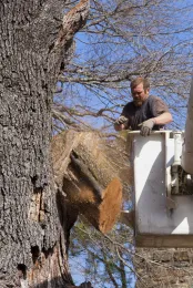 Oak Tree Felling_RtFacing