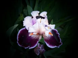 Iris