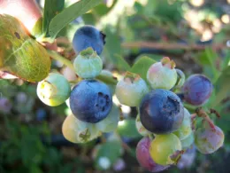 blueberries