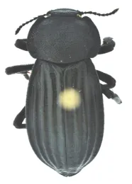 Stenomorpha costata