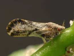 Asian citrus psyllid adult