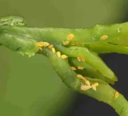 ACP eggs tucked in tiny leaves