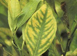 Nutrient deficiency leaf yellowing