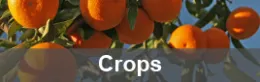 Crops