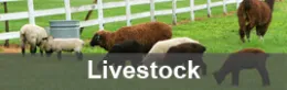 Livestock