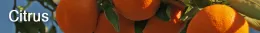 Citrus
