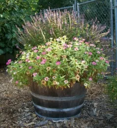 Beneficial container garden