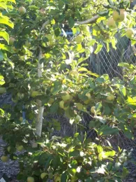 Apple espalier