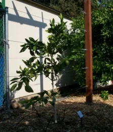 Citrus espalier