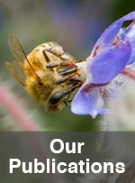 Our Publications