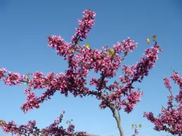 Redbud in bloom