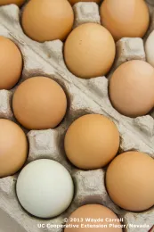 Eggs at market
