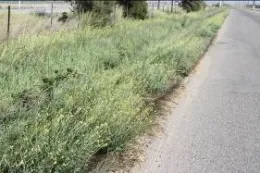 Mustards along a roadside ditch