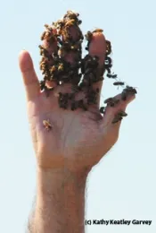 A handful of bees, displayed by George McGavin. (Photo by Kathy Keatley Garvey)