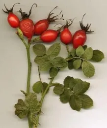 Rose Hips
