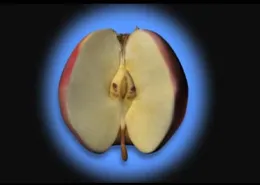 Tree Biology & Orchard Management