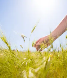 Effect of medusahead on beef cattle gains