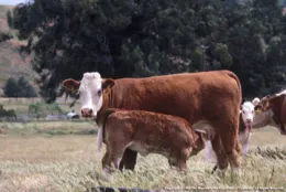 Cattle on Oak Rangeland
