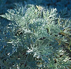 Artemesia