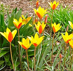 Tulipa