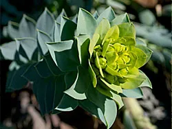 Euphorbia myrsinites
