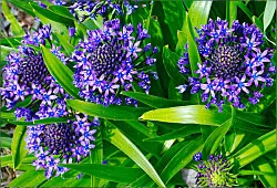 Peruvian Scilla