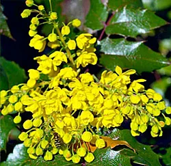Mahonia