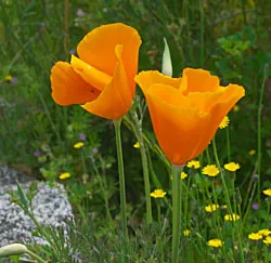 California Poppy