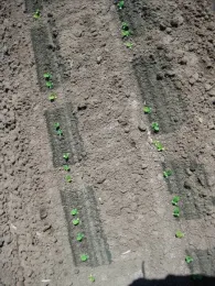 Spray pattern of thinner