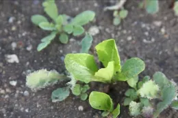 Wet lettuce and weeds at dawn