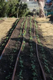 Scheduled planting is very important when working with a small growing area.