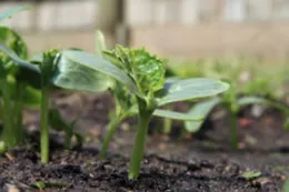 cucumber seedling