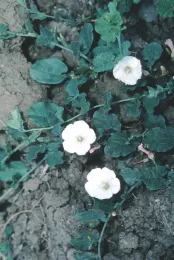 Convolvulus arvensis 2