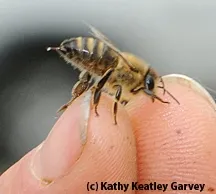 The stinger is easily visible. (Photo by Kathy Keatley Garvey)