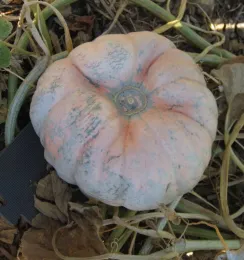 pumpkin wmv
