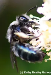 Genus Andrena, maybe Andrena cerasifolii, foraging on cherry laurels. (Photo by Kathy Keatley Garvey