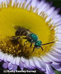 Male metallic sweat bee. (Photo by Kathy Keatley Garvey)