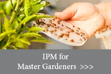 IPM for Master Gardener Volunteers, photo of a person putting a plastic lid covered in ladybugs on a plant