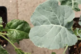 Cycloate on broccoli (leaf on left with no cuticle was treated with cycloate preplant)