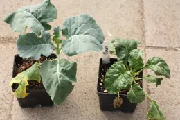 Cycloate on broccoli, plant on right (note lack of cuticle and stunting)