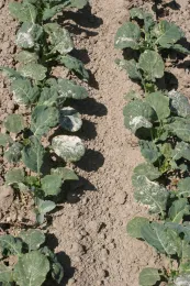 Oxyfluorfen on broccoli applied post emergence (note white bleaching on tissue)