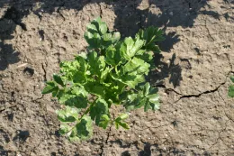Flumioxazin on celery applied preplant (crinkling of leaves)