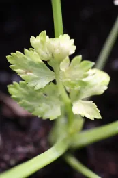 Glyphosate on celery transplant 2