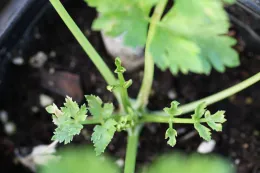 Glyphosate on celery transplant