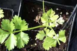 Glyphosate on celery transplant 3